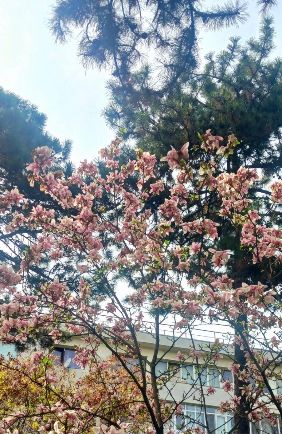 דירות The House In The Park בוקרשט מראה חיצוני תמונה